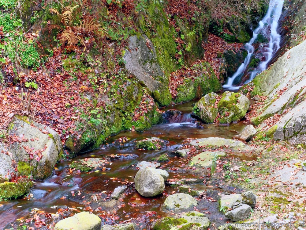 Campiglia / San Paolo Cervo (Biella, Italy) - Small stream in autumn